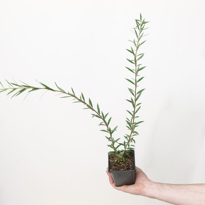 Callistemon rigidus Plants - Outdoor GROW TROPICALS
