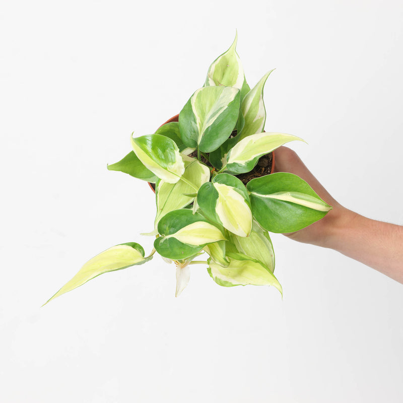 Philodendron scandens 'Rio' Plants GrowTropicals
