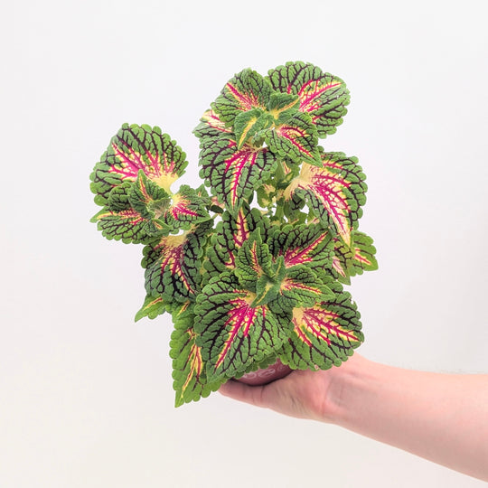 Coleus scutellarioides 'Main Street Spacecake' Plants - Outdoor GROW TROPICALS
