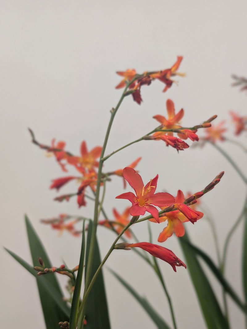 Crocosmia 'Carmine Brilliant' Plants - Outdoor GROW TROPICALS