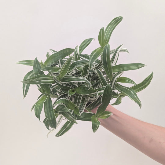 Murdannia loriformis 'Bright Star' Albo Plants GrowTropicals
