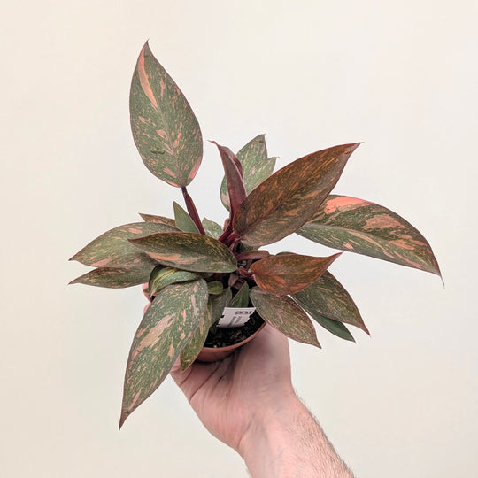 Philodendron 'Orange Princess' Plants GrowTropicals