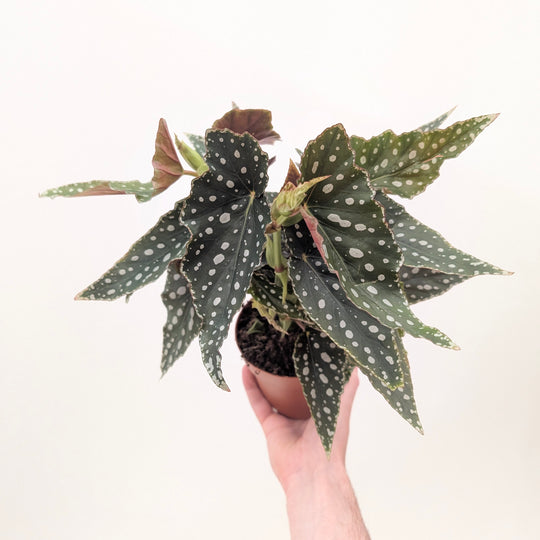 Begonia maculata 'Polka Dot' Plants GrowTropicals