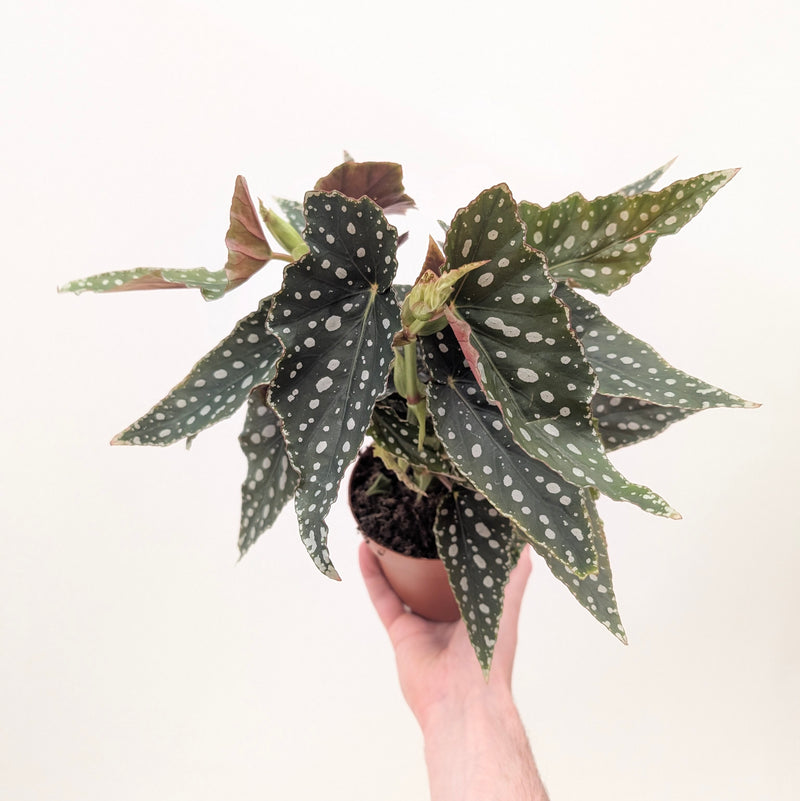 Begonia maculata 'Polka Dot' Plants GrowTropicals