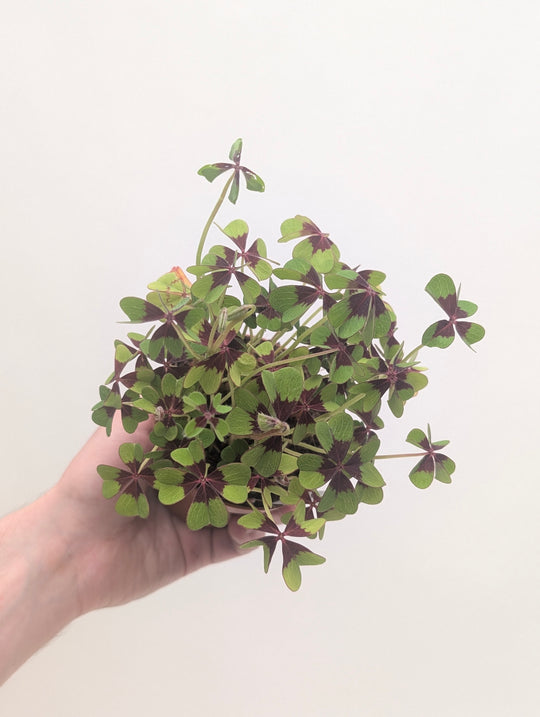 Oxalis tetraphylla (deppei) 'Iron Cross' Plants - Outdoor GROW TROPICALS