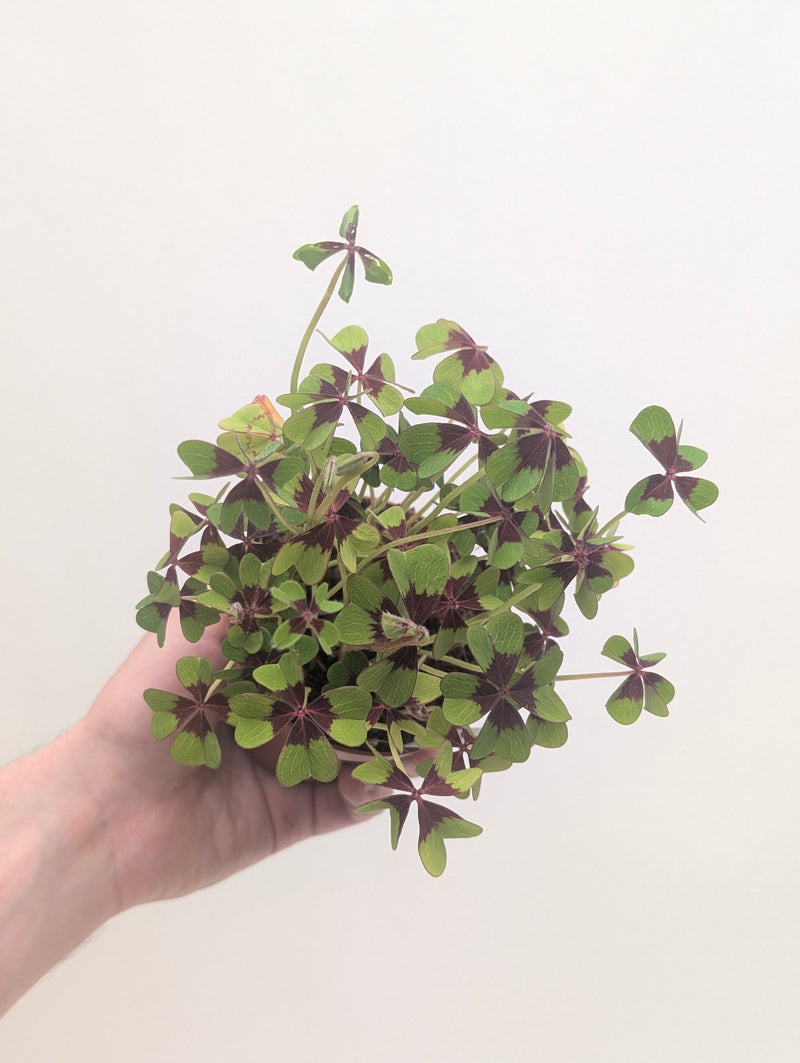 Oxalis tetraphylla (deppei) 'Iron Cross' Plants - Outdoor GROW TROPICALS