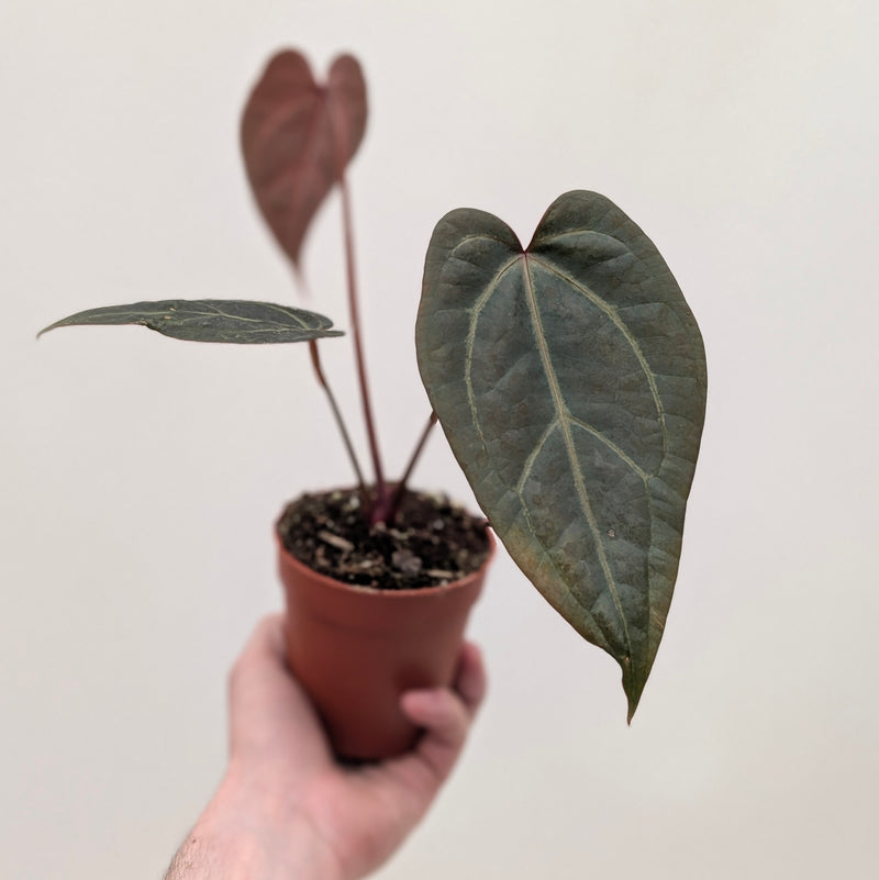 DocBlock Anthurium Dark & Handsome '9' x Dark & Handsome '9' by DocBlock® — 9cm