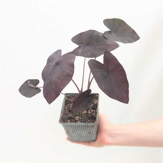 Colocasia esculenta 'Black Magic' Plants - Outdoor GROW TROPICALS