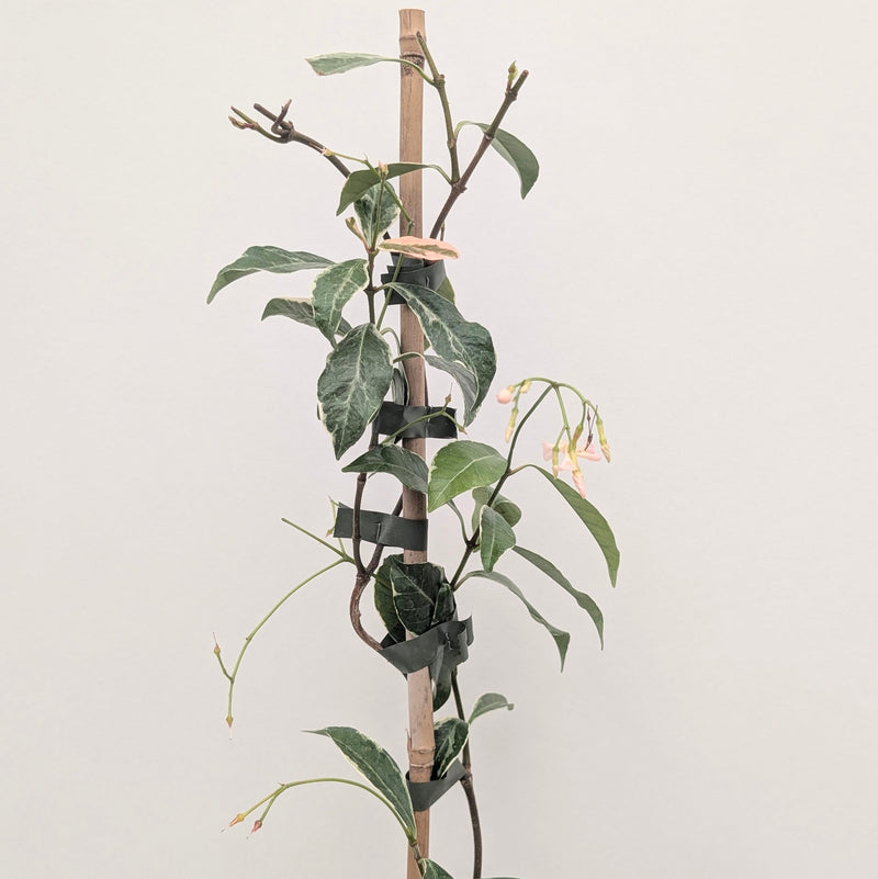 Trachelospermum asiaticum 'Star of Milano' Plants - Outdoor GROW TROPICALS
