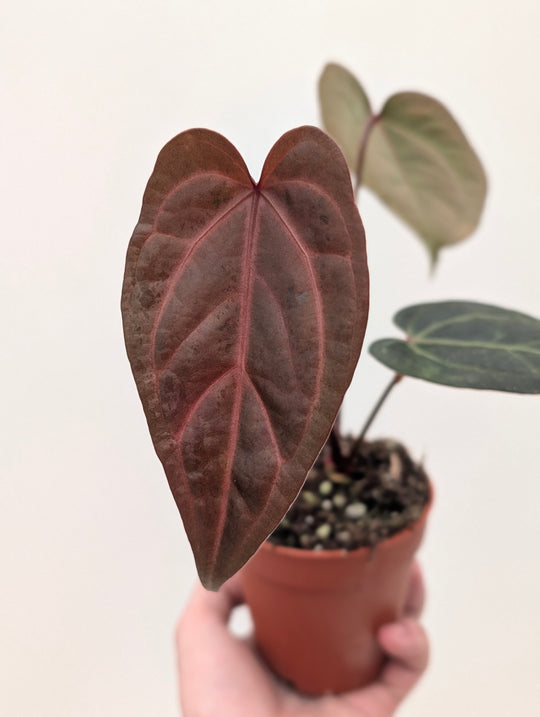 DocBlock Anthurium Dark & Handsome '9' x Dark & Handsome '9' by DocBlock® Plants DocBlock