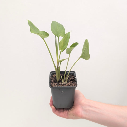 Zantedeschia aethiopica Pink Plants - Outdoor GROW TROPICALS