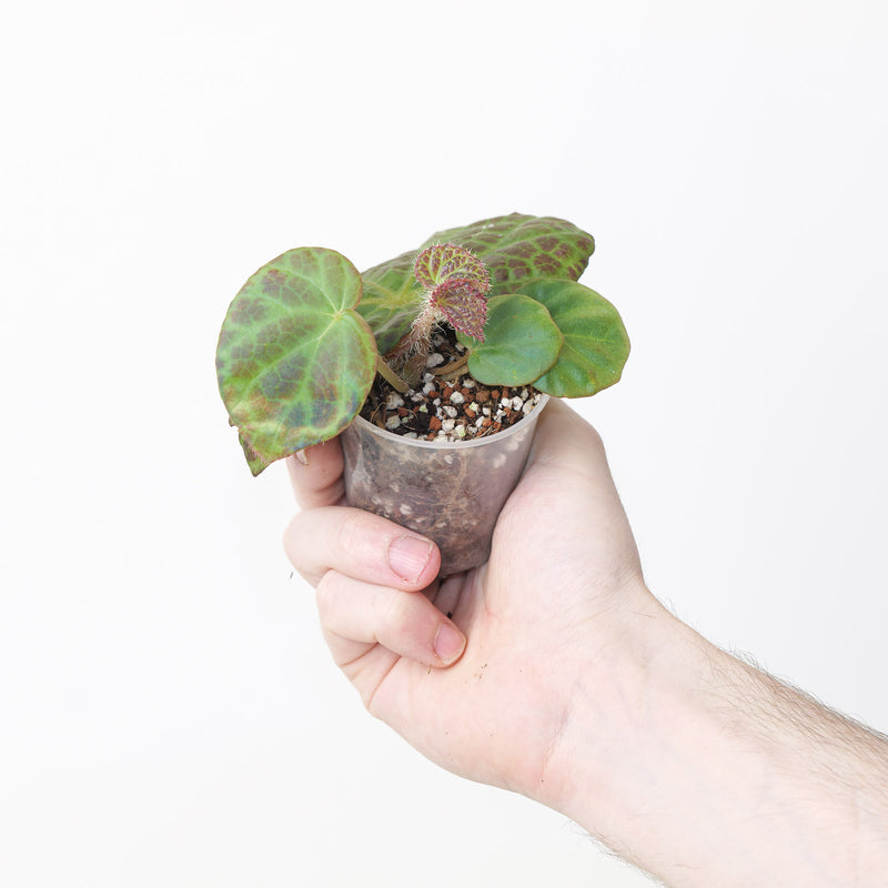 Begonia rockii 6cm Plants GrowTropicals