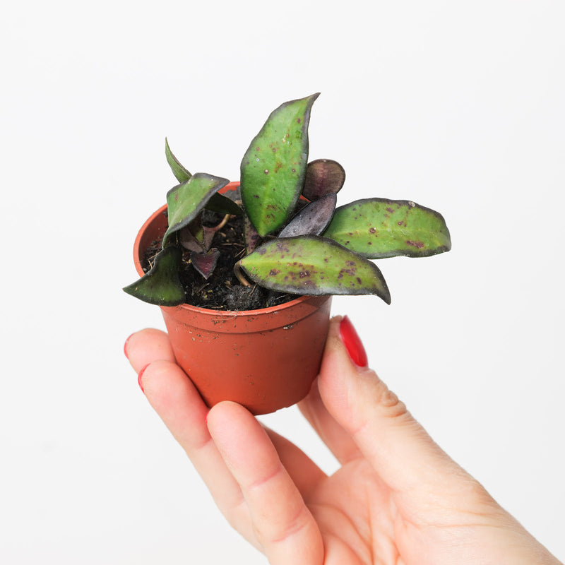 Hoya rosita 'Red Maroon' Plants GrowTropicals