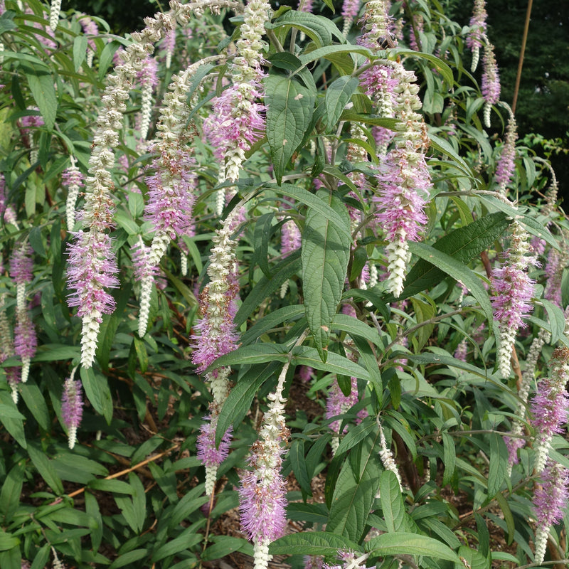 Rostrinucula dependens Plants - Outdoor GROW TROPICALS