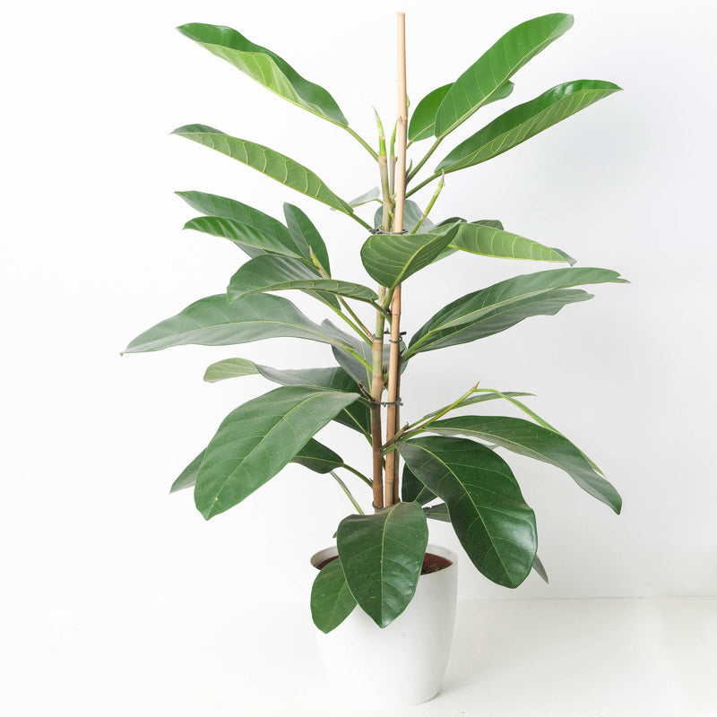 Tall Houseplant Bundle Plant Bundle GrowTropicals