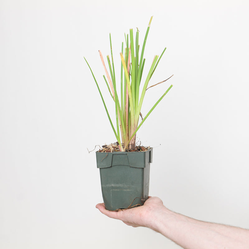 Kniphofia 'Royal Castle' Plants - Outdoor GROW TROPICALS
