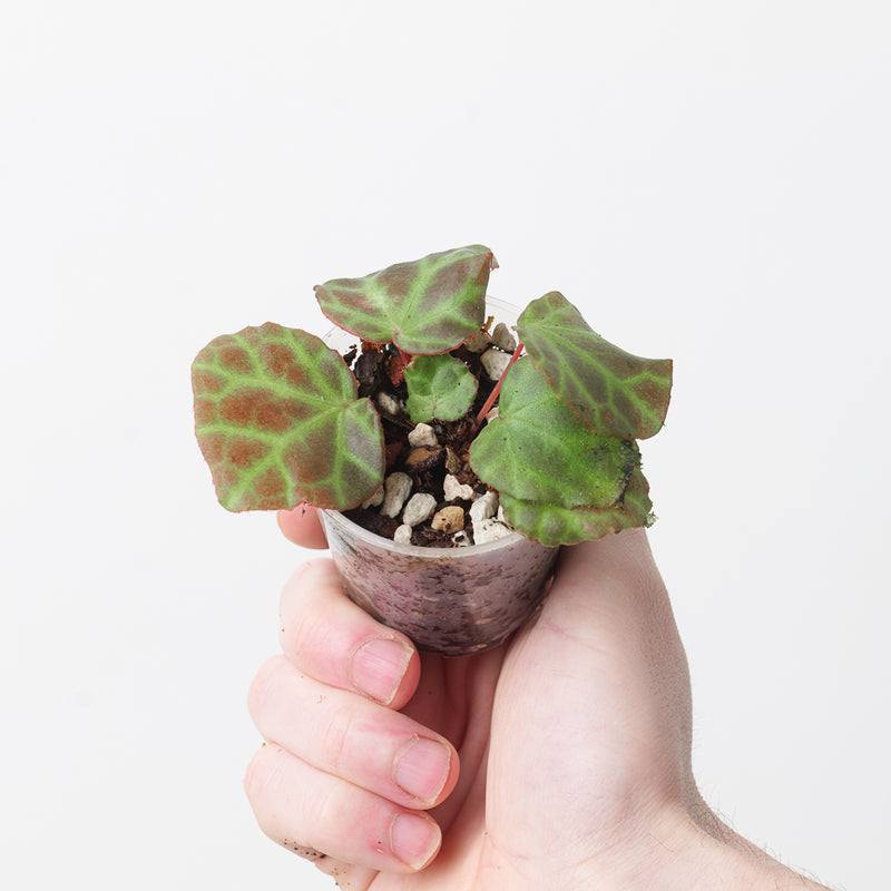 Begonia aff. rubida Plants GrowTropicals