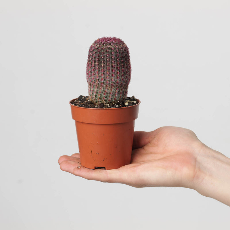 Echinocereus rigidissimus var. rubispinus 8.5cm Plants GrowTropicals