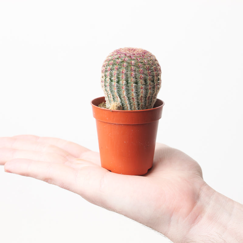 Echinocereus rigidissimus var. rubispinus Plants GrowTropicals