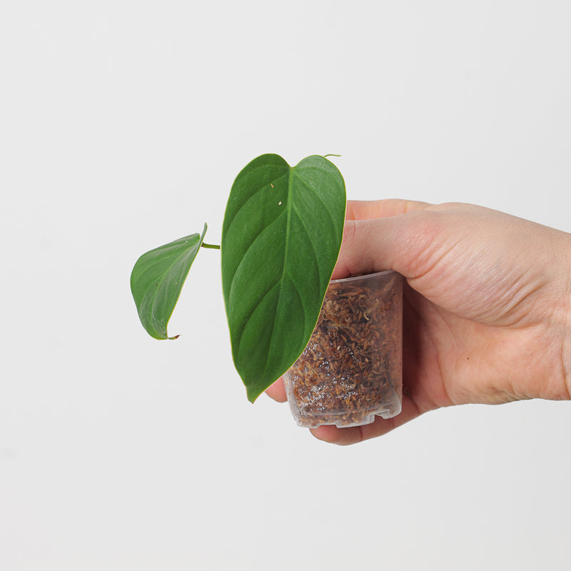 Philodendron rubrocinctum 'Red' — 6cm
