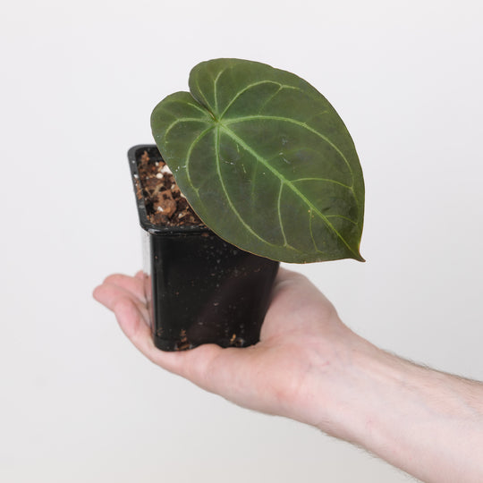 Anthurium Ruby Zoisite AU × Dressleri Indo Type Plants GrowTropicals