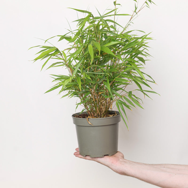 Fargesia rufa Plants - Outdoor GROW TROPICALS