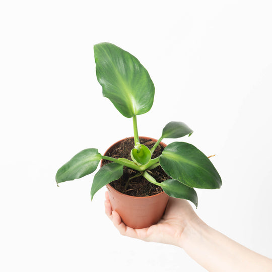 Philodendron rugosum 'Abberant Form' Plants GrowTropicals