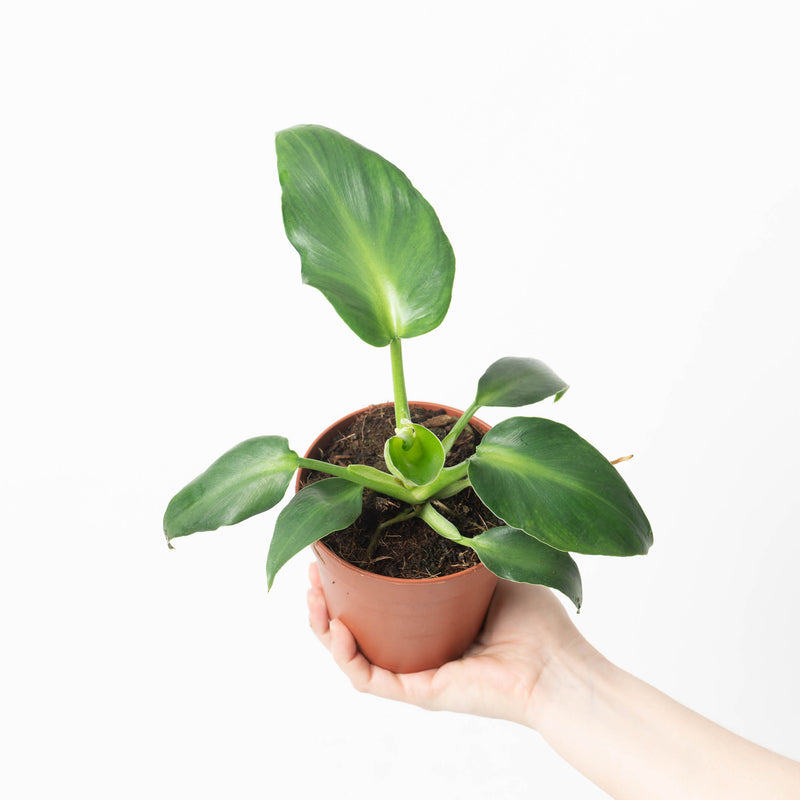 Philodendron rugosum 'Abberant Form' Plants GrowTropicals