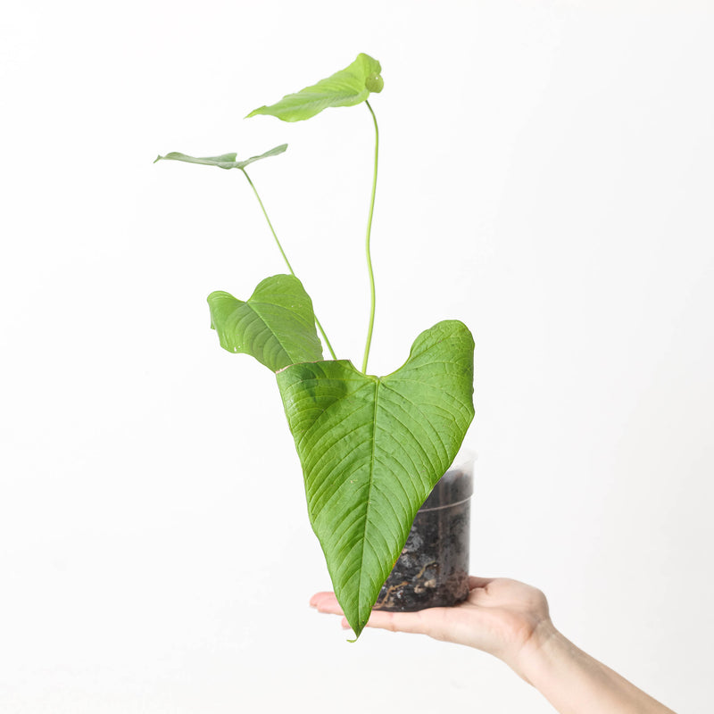 Anthurium rugulosum — 12cm