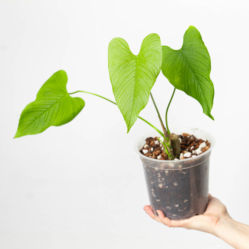 Anthurium rugulosum 17cm Plants GrowTropicals