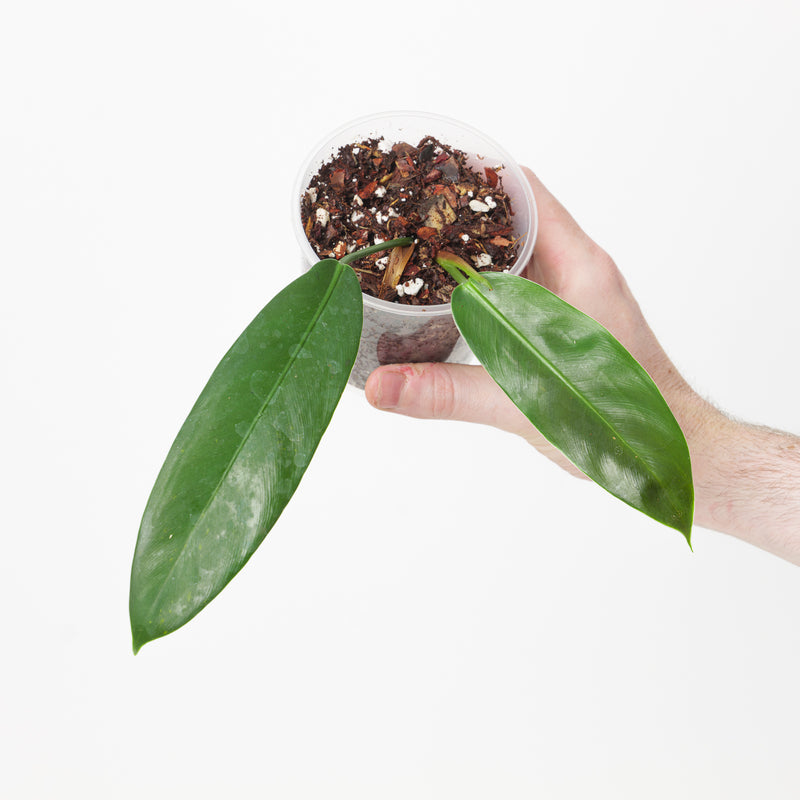 Philodendron ruizii (aff bicolor) Plants GrowTropicals