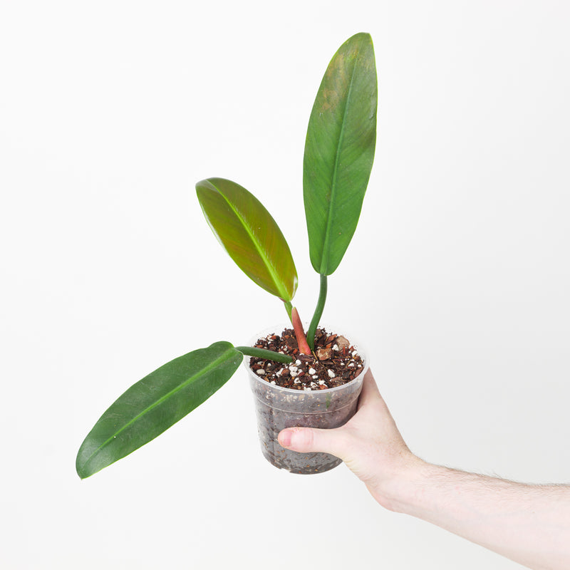 Philodendron ruizii (aff bicolor) 12cm Plants GrowTropicals