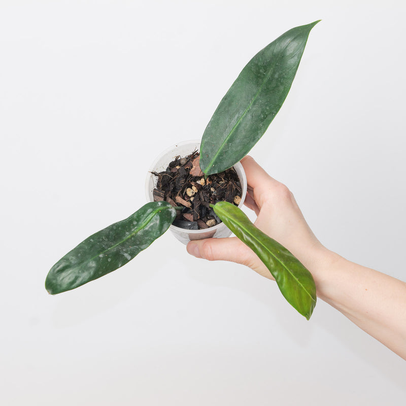 Philodendron ruizii (aff bicolor) Plants GrowTropicals