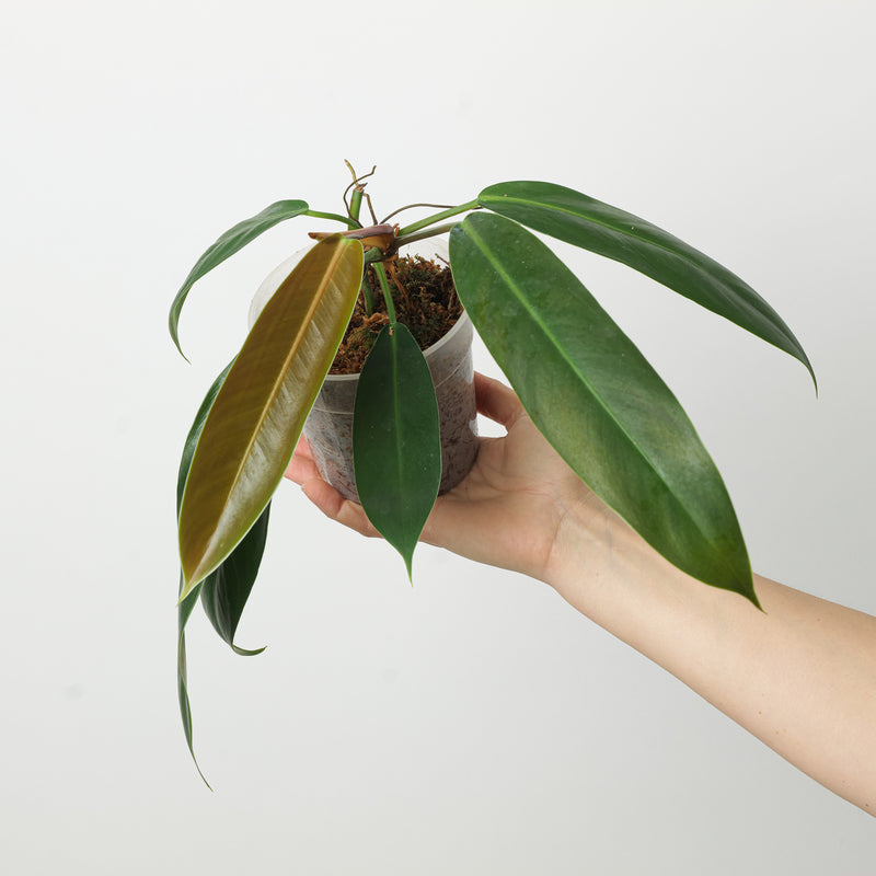 Philodendron patriciae x ruizii Plants GrowTropicals
