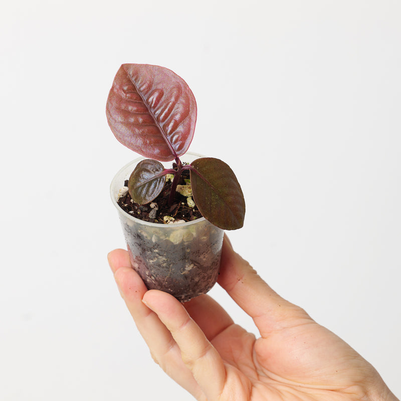 Labisia sp Sabilit Plants GrowTropicals