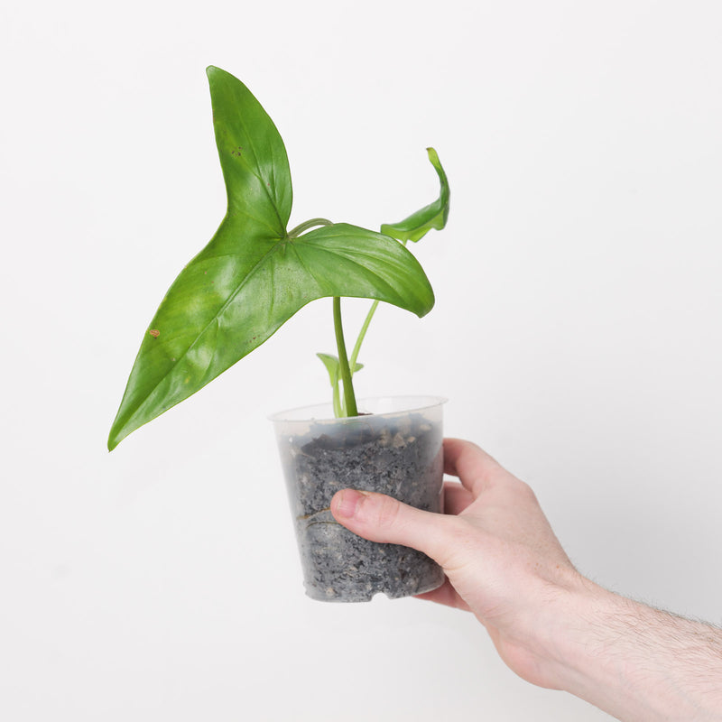 Philodendron sagittatum 9cm Plants GrowTropicals
