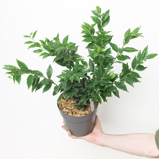 Sarcococca confusa 17cm / 2L Plants - Outdoor GROW TROPICALS
