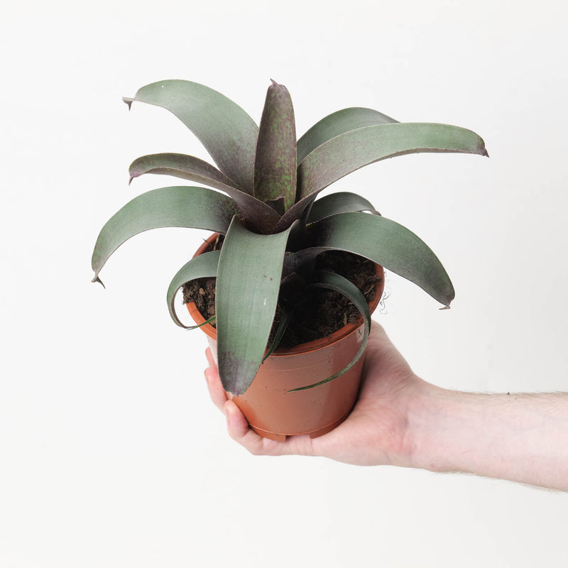 Vriesea 'Saundersii' 12cm Plants GrowTropicals