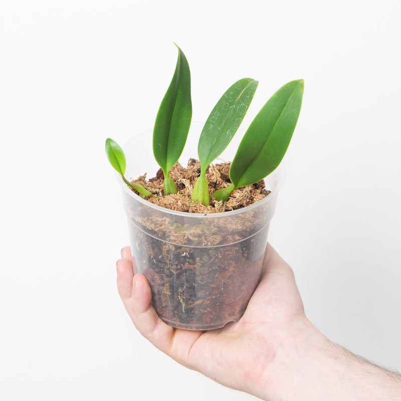 Bulbophyllum saurocephalum 12cm Plants Growtropicals