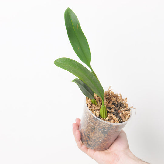 Bulbophyllum saurocephalum 9cm Plants Growtropicals