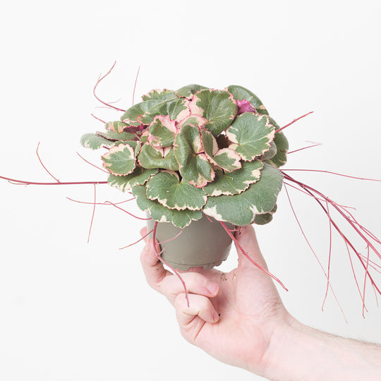 Saxifraga stolonifera 'Tricolor' 10cm Plants GrowTropicals