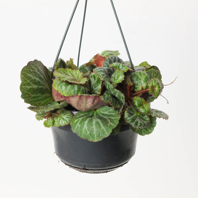 Saxifraga stolonifera Plants GrowTropicals