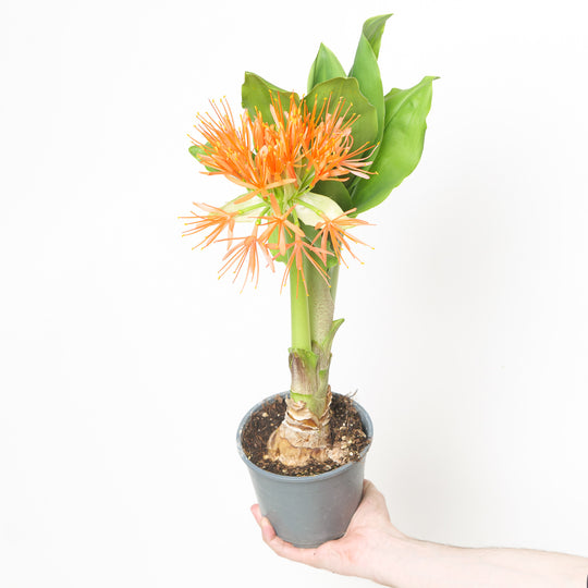 Scadoxus multiflorus