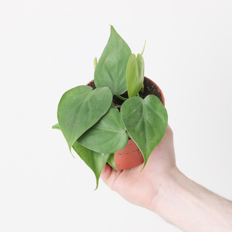 Philodendron hederaceum 'Scandens' — 12cm