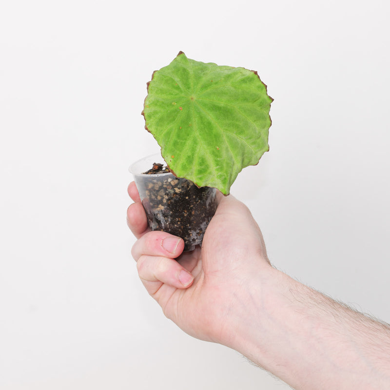 Begonia scapigera — 6cm
