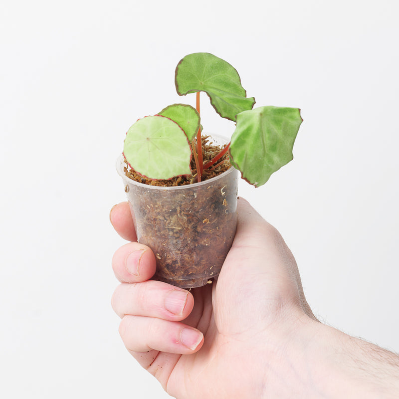 Begonia scapigera Plants GrowTropicals