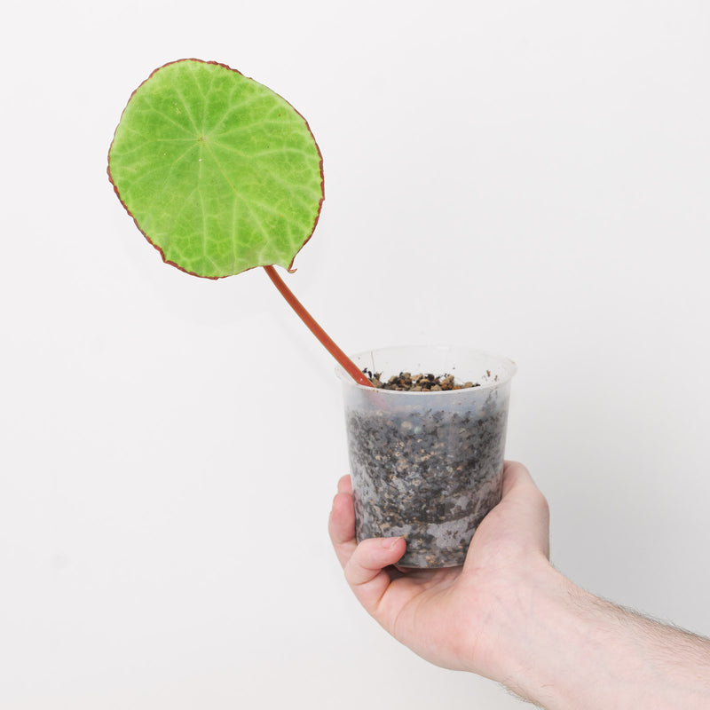 Begonia scapigera Plants GrowTropicals