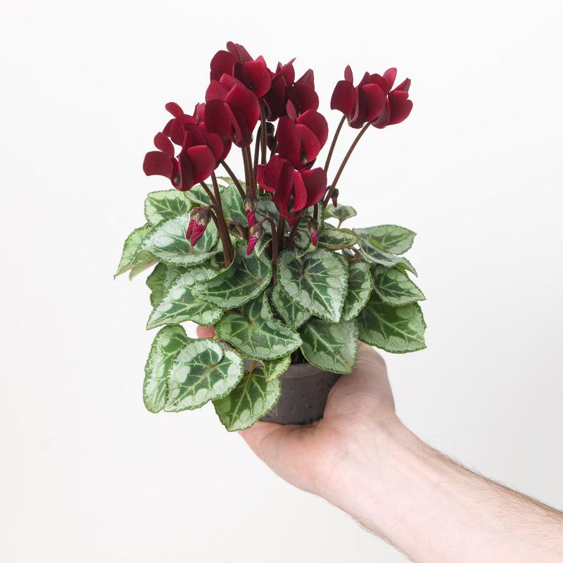 Cyclamen persicum Winfall 'Scarlet'