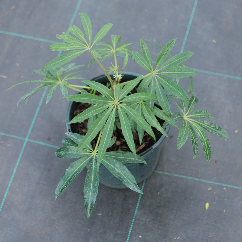 Schefflera taiwaniana | Heptapleurum taiwanianum 19cm / 3L Plants - Outdoor GROW TROPICALS