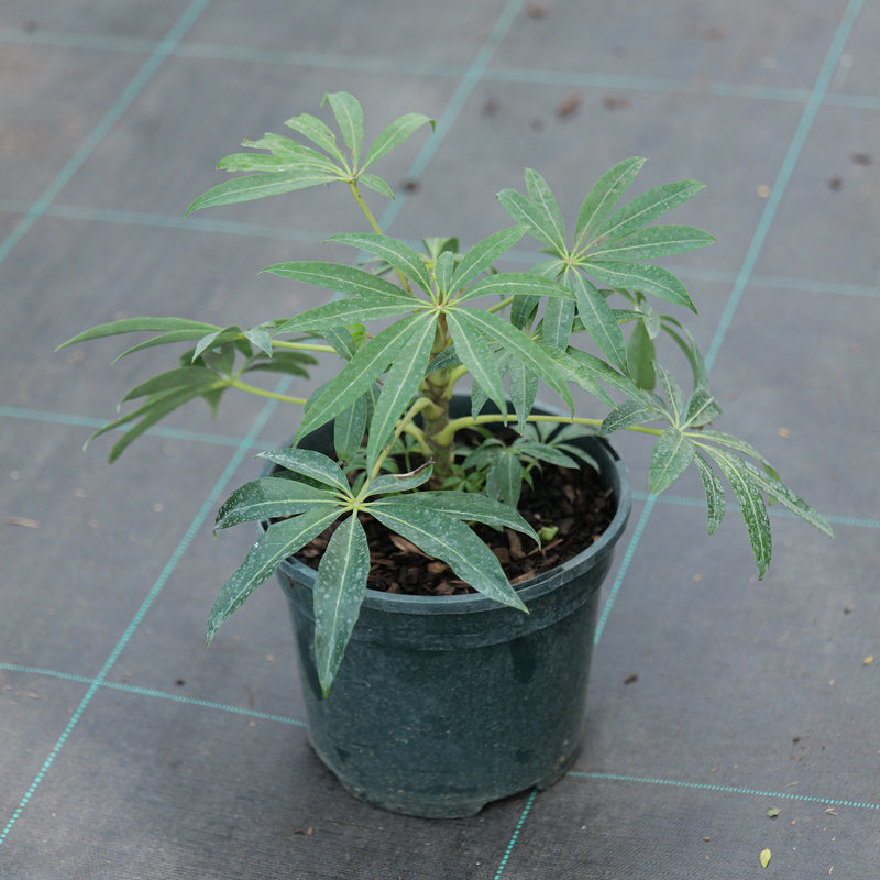 Schefflera taiwaniana | Heptapleurum taiwanianum Plants - Outdoor GROW TROPICALS